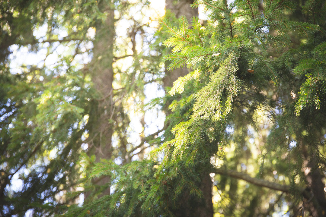 Suomalainen metsä, aurinko siivilöityy kuusen oksien läpi.  Ruohonjuuren blogi.