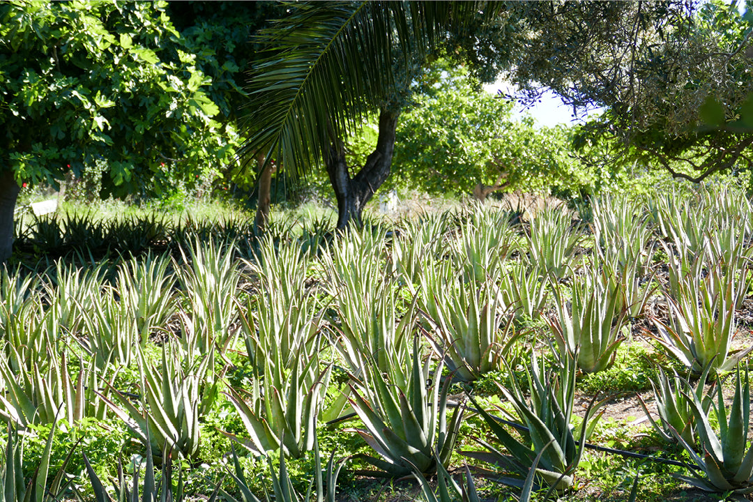 Santaverde luottaa aloe veran mahtiin