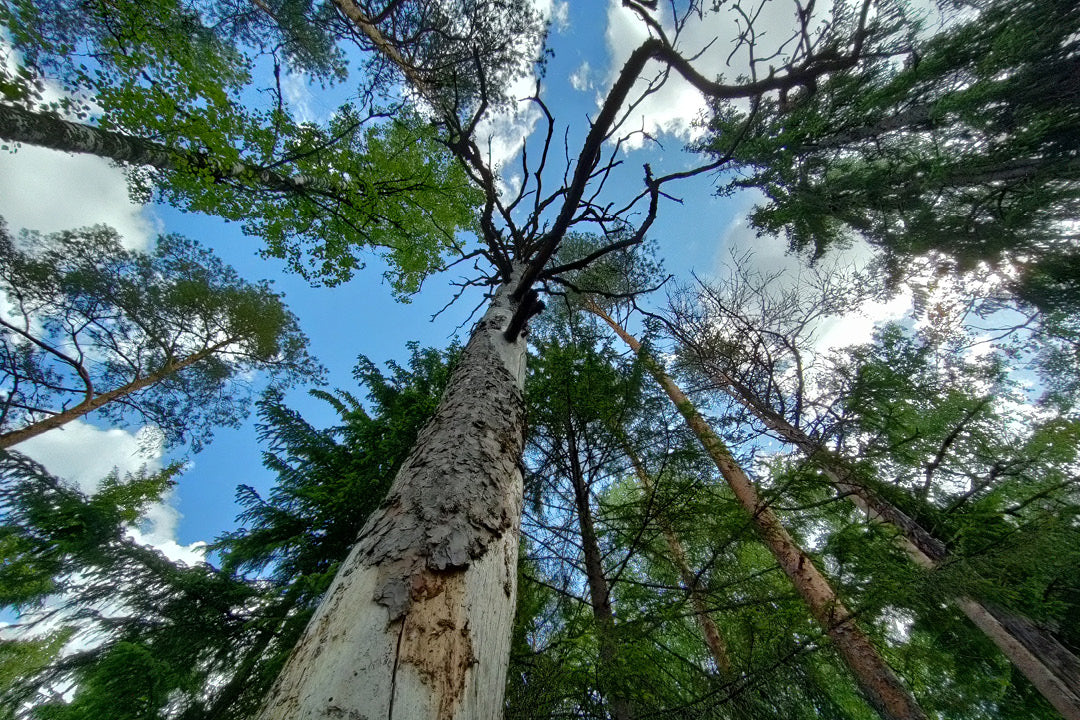 Yhdessä Suomen metsäluonnon puolesta!