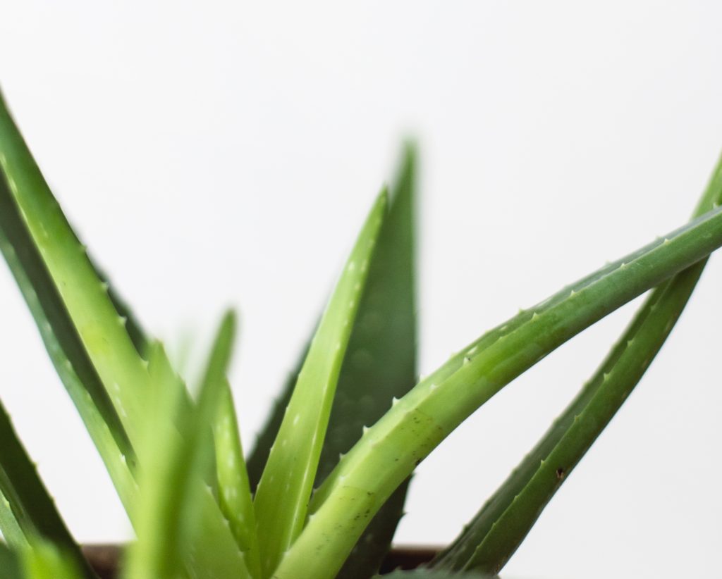 ALOE VERA