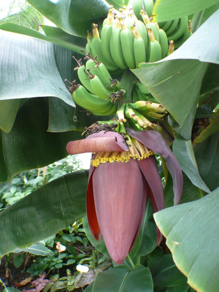 banana blossom ruohonjuuri