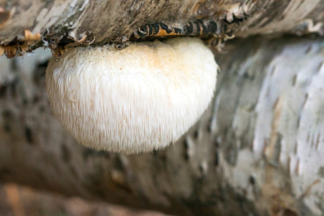 Siiliorakas eli Lion´s mane (Hericium erinaceus) on todellinen älysieni, joka pitää sisällään hermokasvutekijöitä. Sen on tutkittu tuovan apua mm. muistiin.