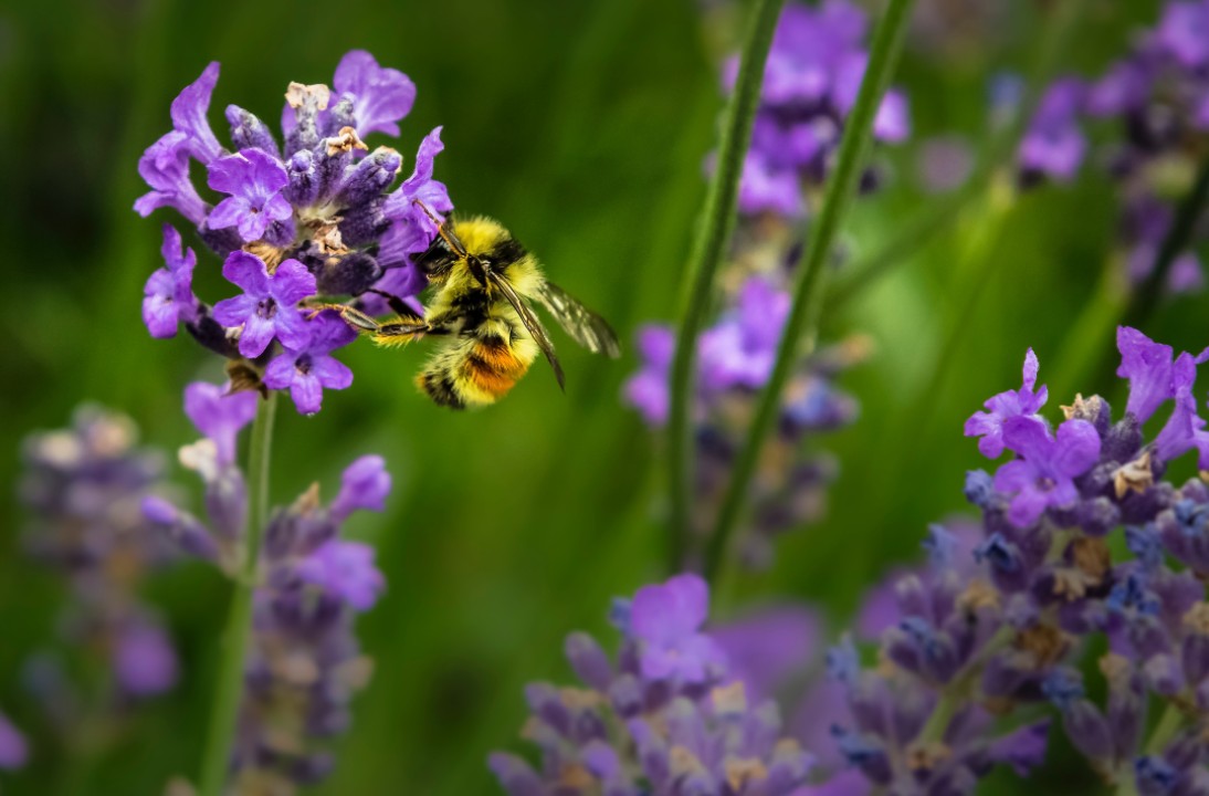 Bee Happy!